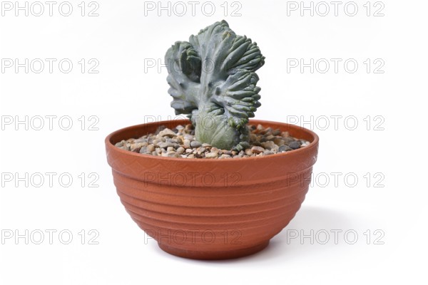 Shrubby 'Myrtillocactus Geometrizans f. Cristata' cactus with candelabra-like branching in flat flower pot on white background