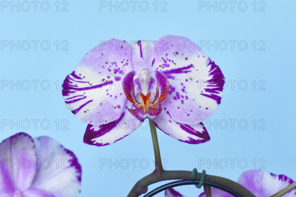 Close up of two colored purple and white flower of 'Phalaenopsis Magic Art' orchid on blue background