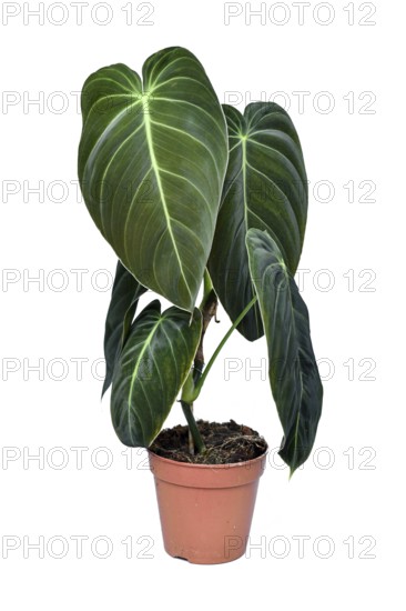 Tropical 'Philodendron Melanochrysum' houseplant with large leaves in flower pot on white background