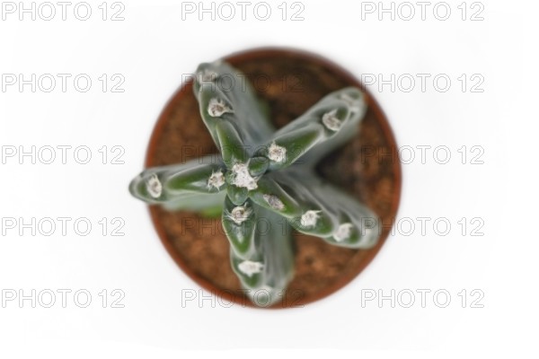 Top view of potted Cereus Jamacaru 'Cuddly Cactus' cactus houseplant without spikes on white background