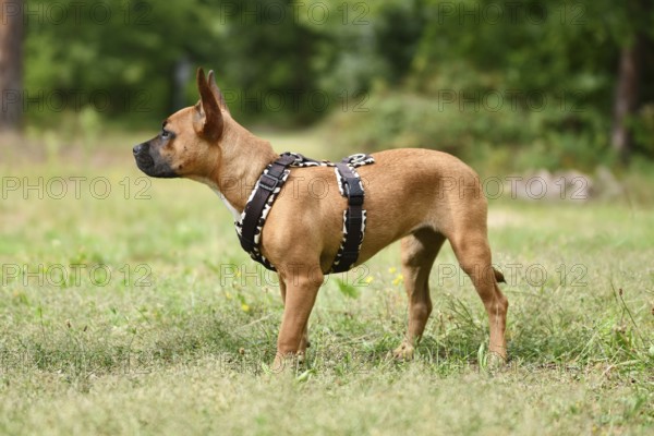 Dog with Y-shaped dog harness standing on meadow