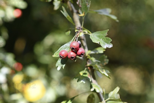 Red hawthorn berries on a branch with green leaves