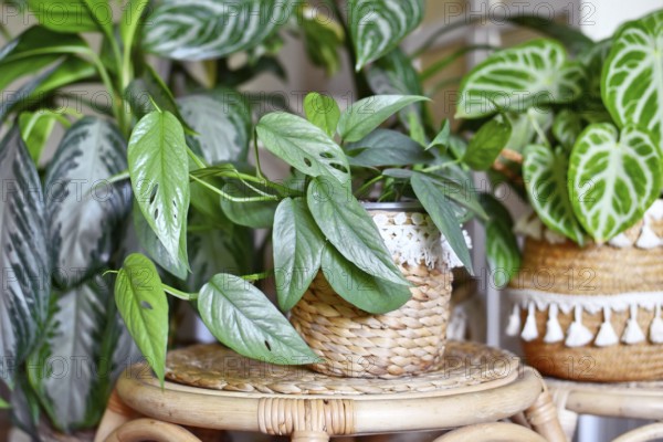 Tropical 'Epipremnum Pinnatum Cebu Blue' houseplant with silver-blue leaves with other houseplant in urban jungle in living room