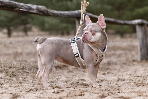 Isabella Tan French Bulldog with Y shaped dog harness and leash standing in sand