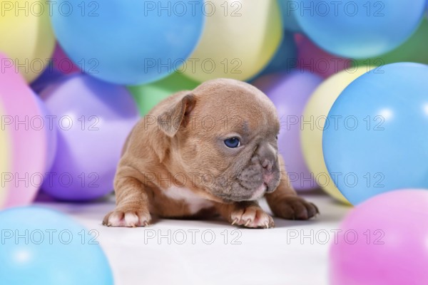Cute fawn French Bulldog dog puppy between colorful balloons