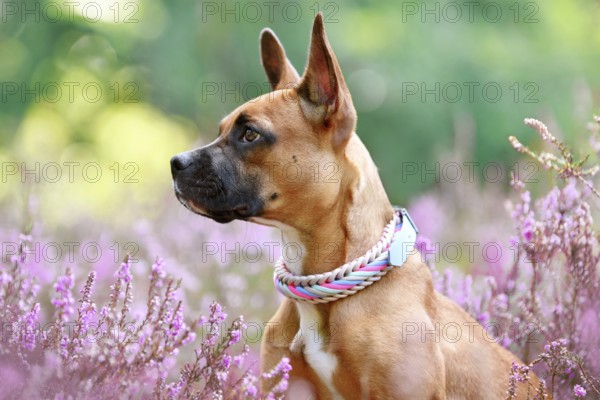 Brown dog with woven collar between purple heather flower field