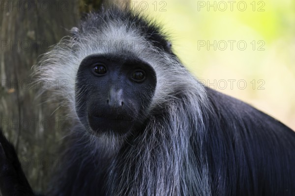 Bear snub-nosed monkey (Colobus polykomos), white-bearded snub-nosed monkey, bear snub-nosed monkey, adult, portrait, tree, alert, Gambia