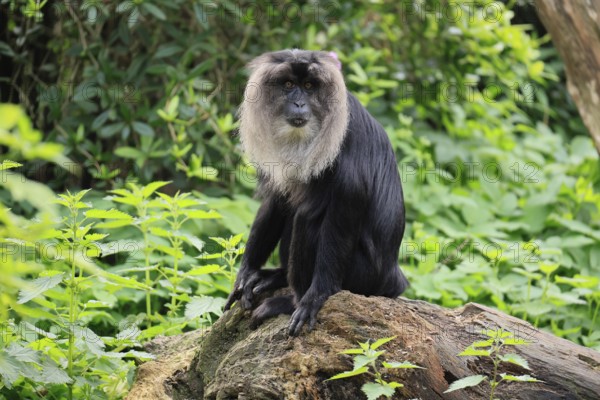 Bearded monkey (Macaca silenus), Wanderu, adult, sitting, alert, captive, India
