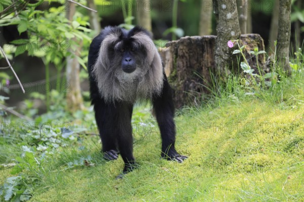 Bearded monkey (Macaca silenus), Wanderu, adult, on ground, alert, captive, India