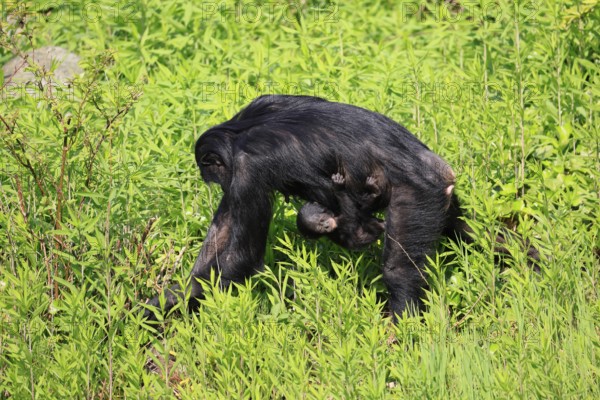 Bonobo (Pan Paniscus), pygmy chimpanzee, adult, female, juvenile, mother, social behaviour