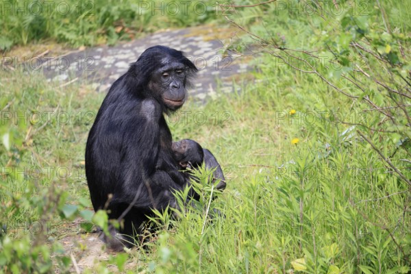 Bonobo (Pan Paniscus), pygmy chimpanzee, adult, female, juvenile, mother, social behaviour, suckling