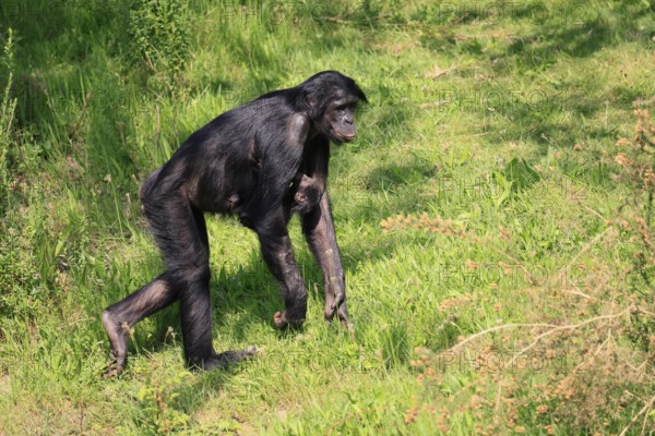 Bonobo (Pan Paniscus), dwarf chimpanzee, adult, female, juvenile, mother, running, social behaviour
