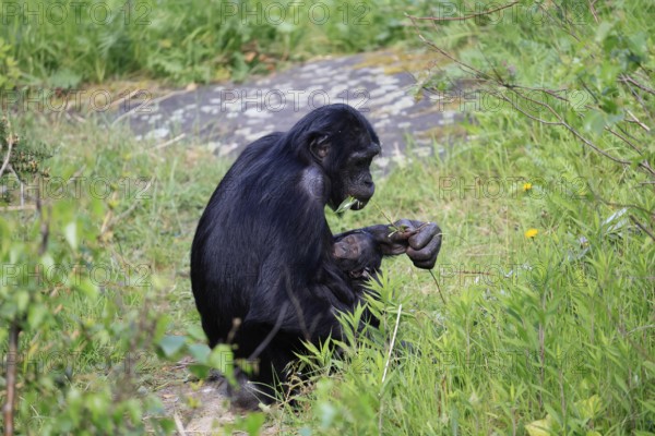 Bonobo (Pan Paniscus), pygmy chimpanzee, adult, female, juvenile, mother, social behaviour, suckling, feeding