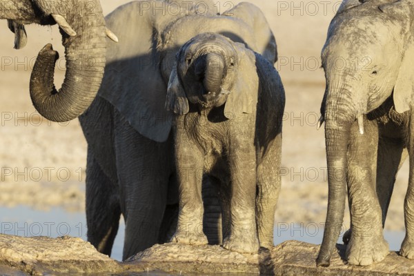 African Elephant (Loxodonta africana). Breeding herd with calf drinking at a waterhole. Etosha National Park, Namibia