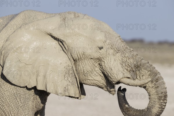 African Elephant (Loxodonta africana). Female drinking at a waterhole. Etosha National Park, Namibia