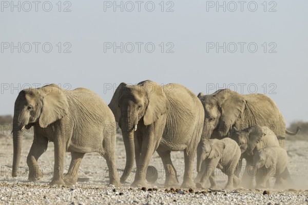 African Elephant (Loxodonta africana). Breeding herd rushing towards a waterhole. Etosha National Park, Namibia