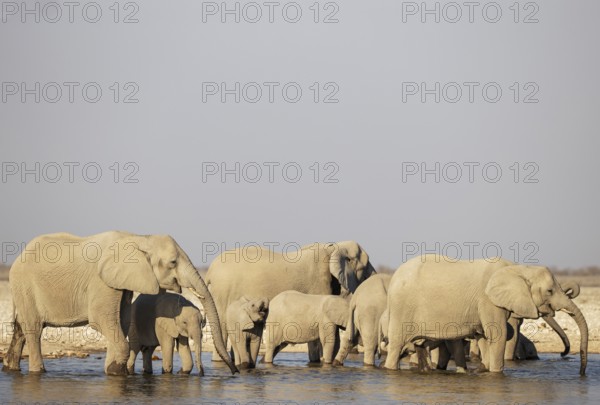 African Elephant (Loxodonta africana). Breeding herd drinking at a waterhole. Etosha National Park, Namibia