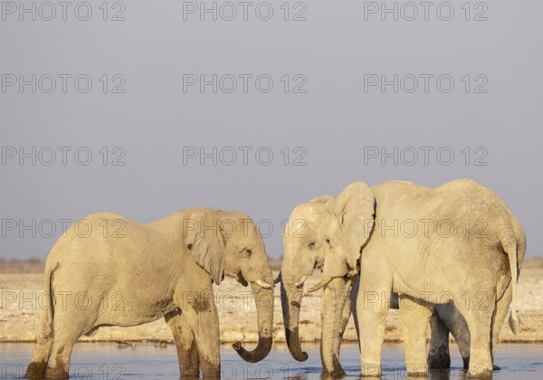 African Elephant (Loxodonta africana). Friendly social contact while drinking at a waterhole. Etosha National Park, Namibia