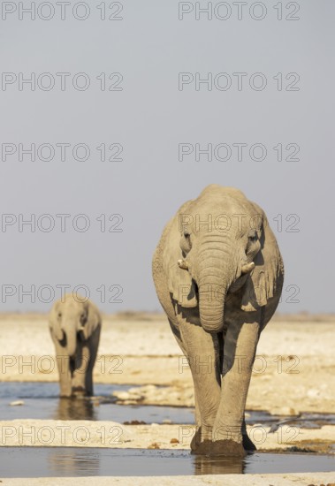 African Elephant (Loxodonta africana). Bulls drinking at a waterhole. Etosha National Park, Namibia