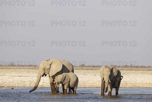 African Elephant (Loxodonta africana). Cow with two calves at a waterhole. Etosha National Park, Namibia