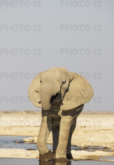 African Elephant (Loxodonta africana). Bull drinking at a waterhole. Etosha National Park, Namibia