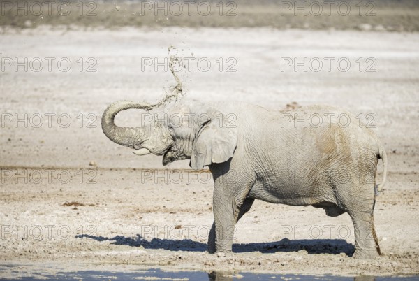 African Elephant (Loxodonta africana). Bull enyoying a dust bath next to a waterhole. Etosha National Park, Namibia