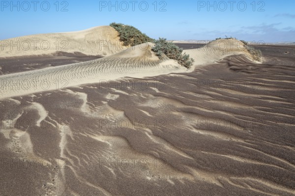 Small sand heaps form around the sparse vegetation in the Namib Desert. Skeleton Coast National Park, Namibia
