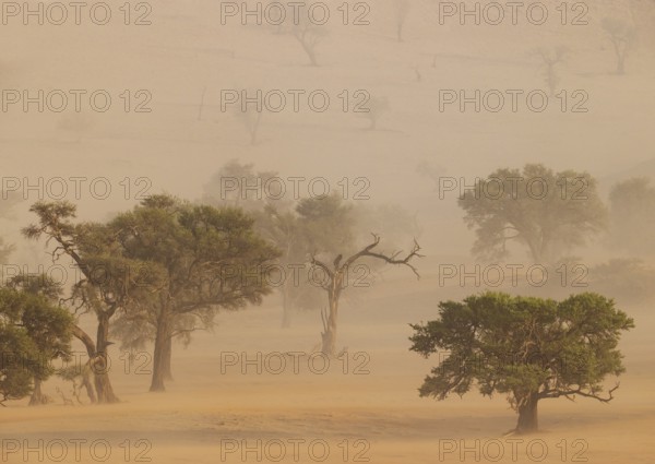 Camelthorn trees (Vachellia erioloba) in a sand storm in the Tsondab Valley. Namib Desert, Namibia
