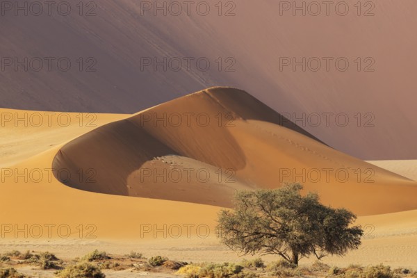 Sand dune and camelthorn tree (Vachellia erioloba) in the Namib Desert, Namib-Naukluft Park, Namibia