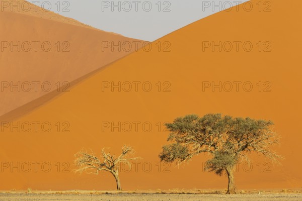 Sand dunes and camelthorn trees (Vachellia erioloba) in the Namib Desert, Namib-Naukluft Park, Namibia