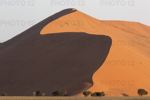 Sand dune and camelthorn trees (Vachellia erioloba) in the Namib Desert, Namib-Naukluft Park, Namibia