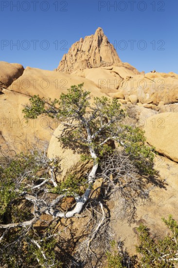 The isolated Spitzkoppe mountain (1728 m). In the foreground a rock fig species. Damaraland, Namibia