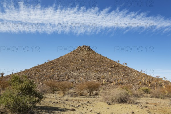Quiver Tree (Aloidendron dichotomum). At the slope of a conical rock, a so-called Prince Albert formation. Southern Namibia