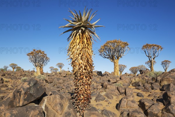 Aloe littoralis and Quiver Trees (Aloidendron dichotomum). Quiver tree forest, Keetmanshoop, Southern Namibia