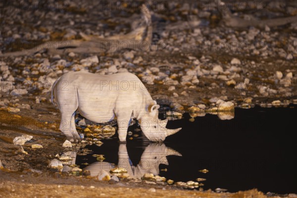 Black Rhinoceros (Diceros bicornis). Also called Hook-lipped Rhinoceros. At night at the floodlit waterhole of the Okaukuejo Camp. Etosha National Park, Namibia