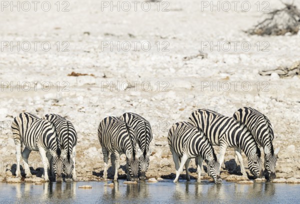 Burchell's Zebra (Equus quagga burchellii). Drinking at a waterhole. Etosha National Park, Namibia