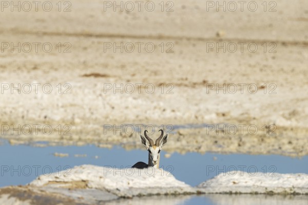 Springbok (Antidorcas marsupialis). Ram at a waterhole. Etosha National Park, Namibia