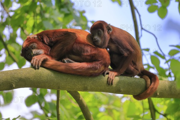 Venezuelan red howler (Alouatta seniculus), adult, female, juvenile, on tree, resting, South America