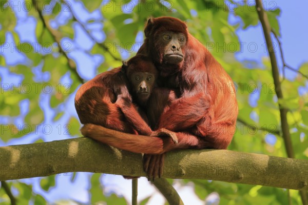 Venezuelan red howler (Alouatta seniculus), adult, female, juvenile, on tree, alert, South America