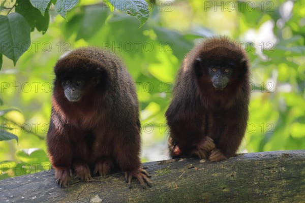 Coppery titi (Plecturocebus cupreus), adult, pair, vigilant, on tree trunk, monogamous, South America