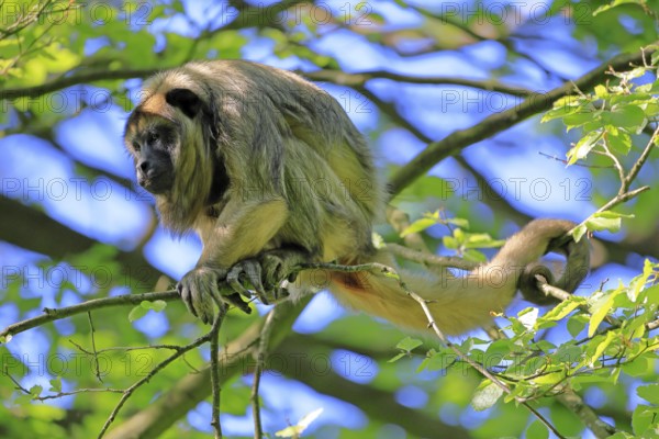 Black howler (Alouatta caraya), adult, female, on tree, alert, South America