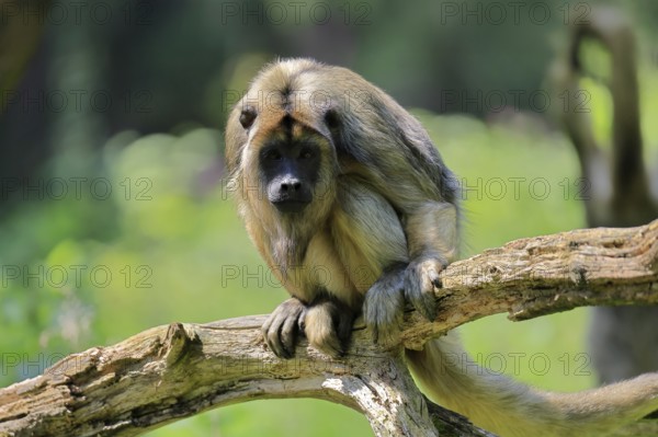 Black howler (Alouatta caraya), adult, female, on tree trunk, alert, South America