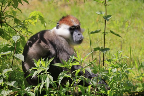 Red-crowned Nightjar (Cercocebus torquatus), Collared Nightjar, adult, vigilant, sitting, on the ground