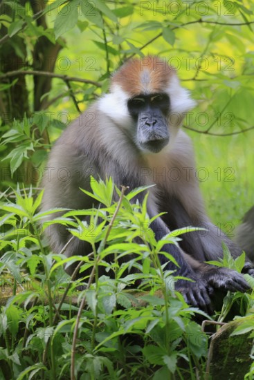 Red-crowned Nightjar (Cercocebus torquatus), Collared Nightjar, adult, vigilant, sitting, on the ground