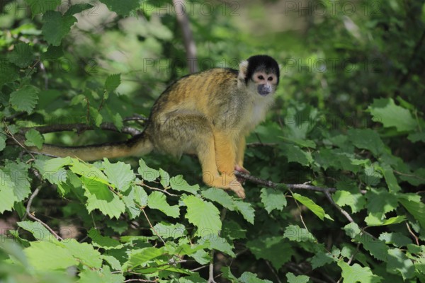 Black-capped squirrel monkey (Saimiri boliviensis), Black-capped squirrel monkey, adult, on tree, alert, South America