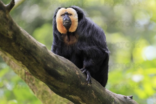 White-headed Saki (Pithecia pithecia), adult, tree, male, vigilant, South America