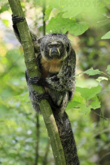 White-headed Saki (Pithecia pithecia), adult, tree, female, vigilant, South America