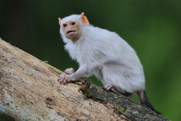 Silver marmoset (Mico argentatus, Syn.: Callithrix argentata), silver marmoset, adult, on tree trunk, sitting, calling, South America