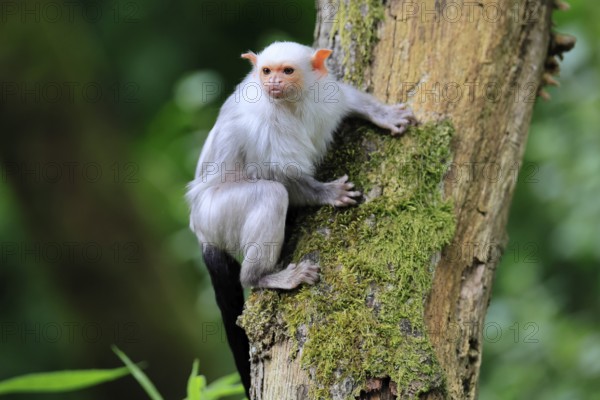 Silver marmoset (Mico argentatus, Syn.: Callithrix argentata), silver marmoset, adult, sitting on tree trunk, alert, South America
