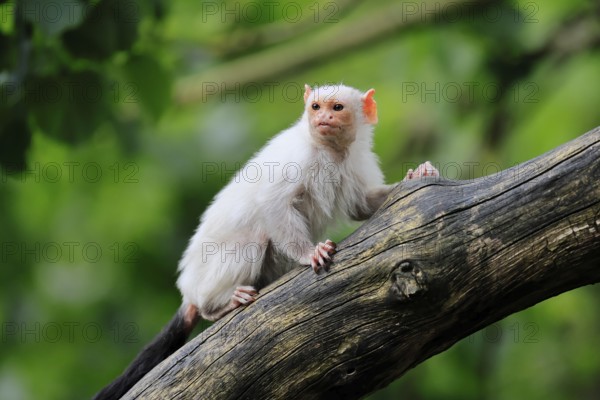 Silver marmoset (Mico argentatus, Syn.: Callithrix argentata), silver marmoset, adult, on tree trunk, alert, South America